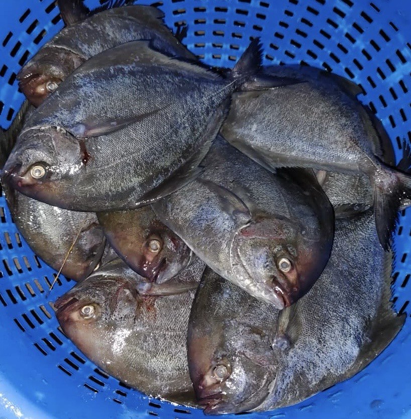 Fishing harbour Veraval Gujarat